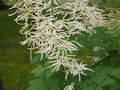 Aruncus dioicus IMG_1382 Parzydło leśne